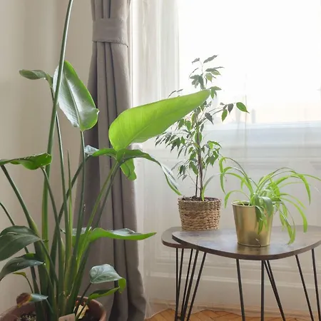 Dohany Design Appartement *